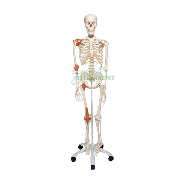 Human Skeleton Model with Fold-Out Guide